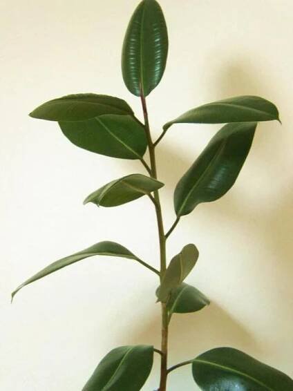 Ficus elastica
