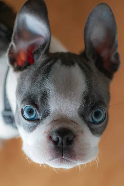 What Are The Most Common French Bulldog Eye Problems? - Frenchie World Shop