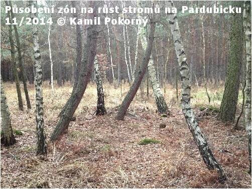 Silný vliv zón na stromy u Pardubic!