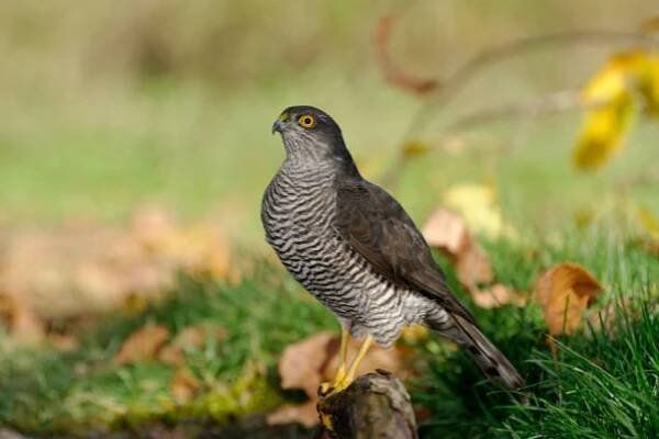 samice vrabce (accipiter nisus) - krahujec obecný - stock snímky, obrázky a fotky
