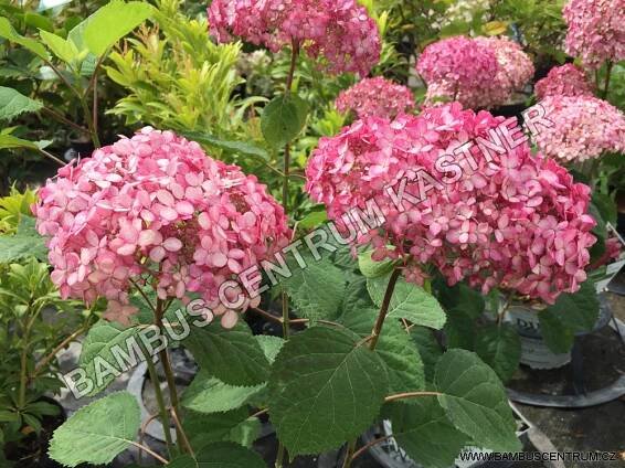 Hydrangea arborescens Pink Anabelle