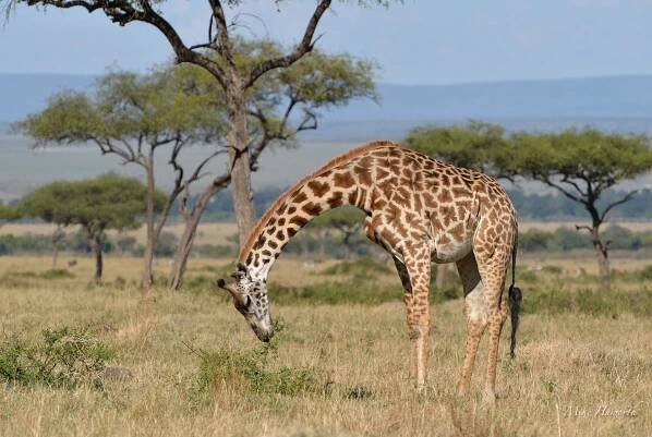 Masai Mara, Kenya