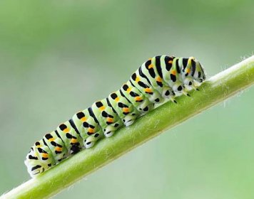 swallowtail caterpillar, papilio machaor, makro (xxxl) - housenka - stock snímky, obrázky a fotky