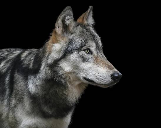 Vlk obecný (Canis lupus)