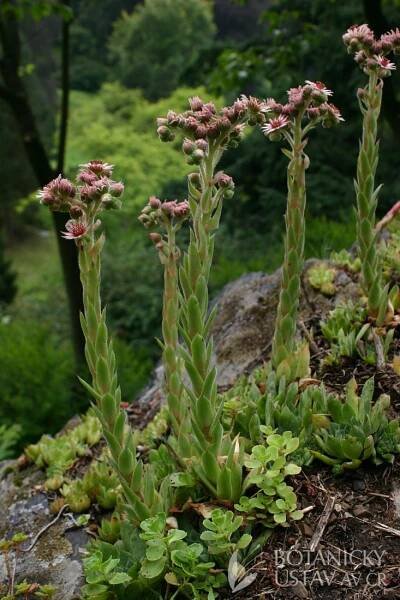 Sempervivum hybridum - hetřesk zahradní | Lukáš Hrdinka | Autoři | iBotky.cz