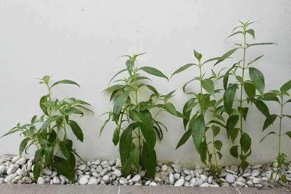 Andrographis paniculata plants