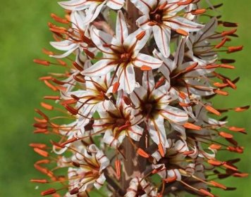 Květina Eremurus Výsadba a péče na otevřeném poli Pěstování ze semen Fotografie odrůd