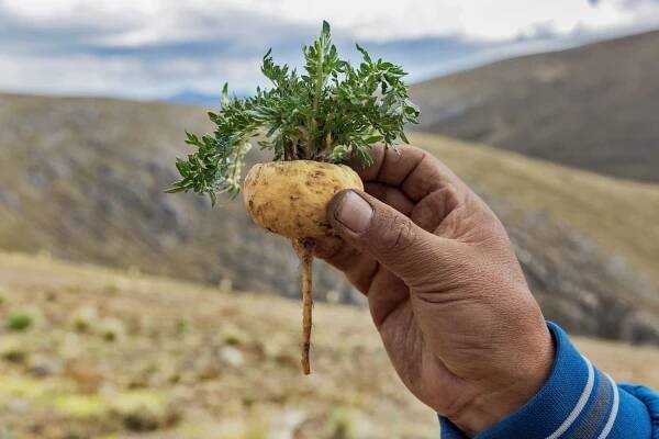 Peruánská maca umí upravit hormonální nerovnováhu