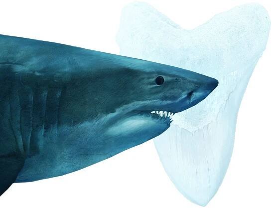 an illustration of a Carcharocles megalodon.