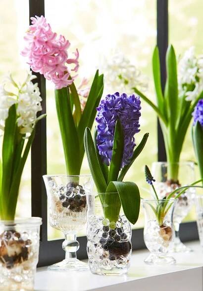 Forcing bulbs