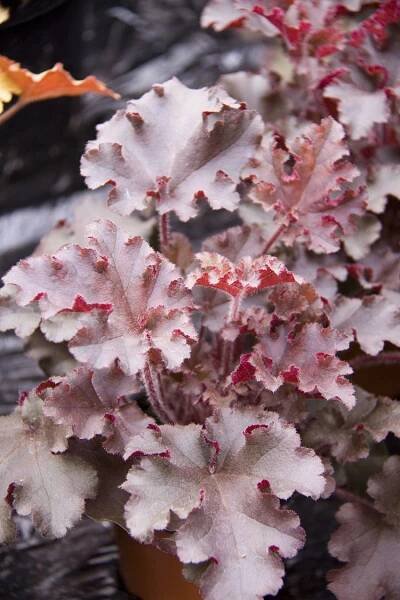 'Melting Fire' heuchera with gray and red coloring