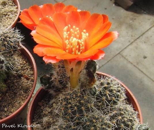 Rebutia cincinnata