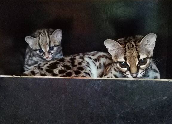 Margay, levharti i žabky. V liberecké zoo přišlo loni na svět 107 mláďat