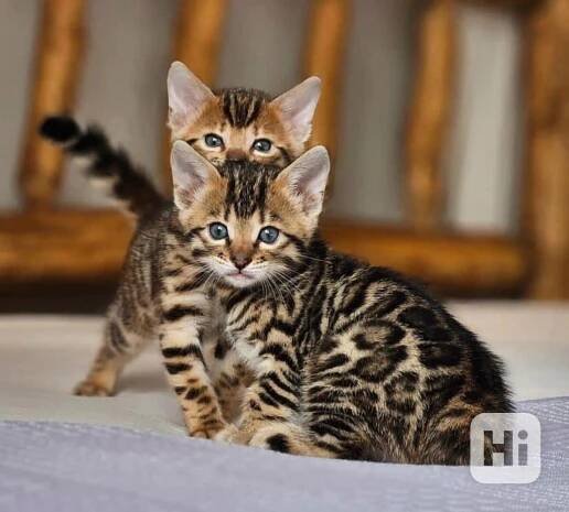 přátelská bengálská koťata k adopci. - foto 1