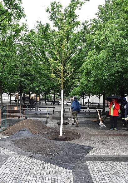 Okrasný strom Javor Babyka byl vysazen na Staroměstském náměstí. | Praha 1