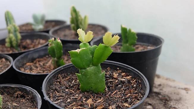 schlumbergera truncata sukulentní - vánoční kaktusy kaktusovité - stock snímky, obrázky a fotky