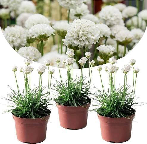 De top 10 tuinplant van 2025 - De beste tuinplant