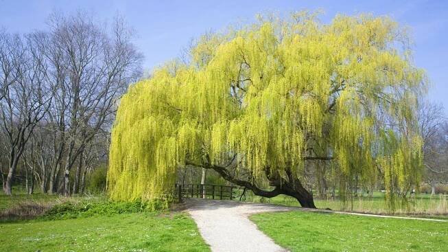 Free Willow Tree Wallpaper 1920x1080