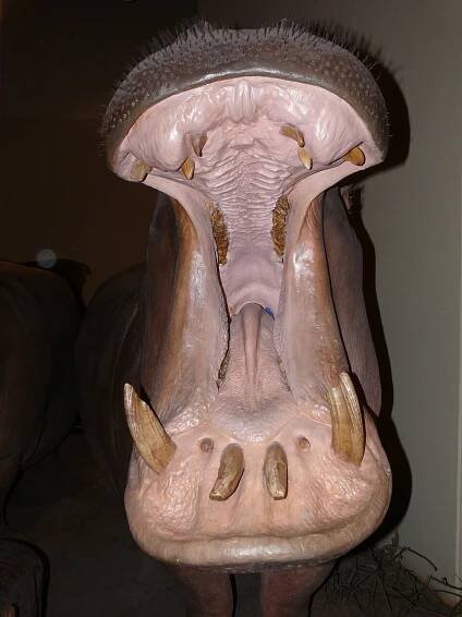 Soubor:Hippopotamus P1060080.jpg – Wikipedie