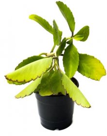TheBaghStore Bryophyllum Pinnatum