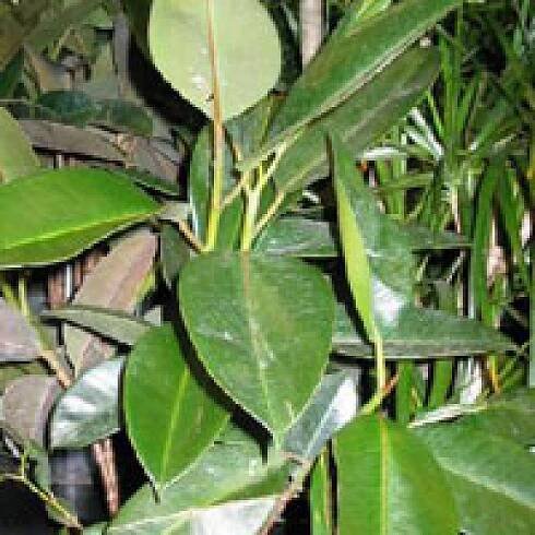 Poisonous Plant Guide | Poison Control | University of Utah Health
