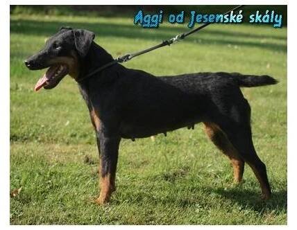 Prodám německý lovecký teriér-Jagdteriér | inzerce.VSEPROLOV.CZ