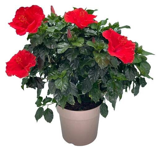 GROW by OBI Ibišek čínská růže (Hibiscus rosa-sinensis), cca 50-60 cm nakoupit u OBI