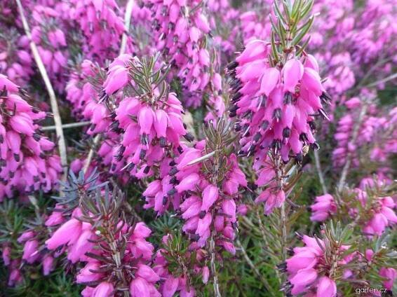 Vřesovec pleťový - Erica carnea Nathalie