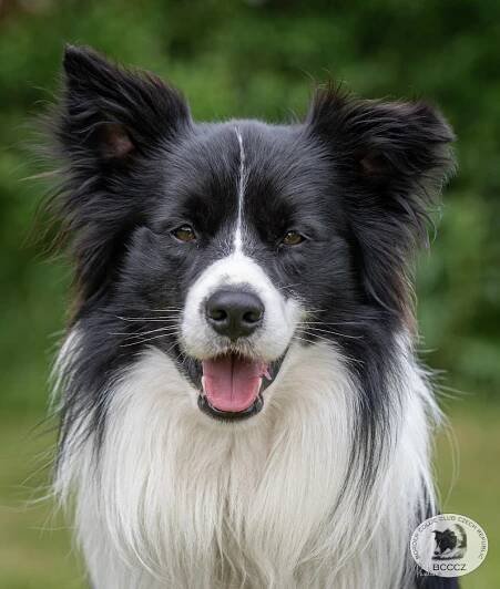 Border Collie Club Czech Republic - Border kolie