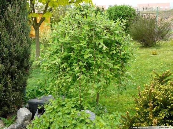 Salix caprea Kilmarnock vrba jíva pendula