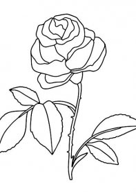 Omalovánka Krásná růže - omalovánky pro dospělé