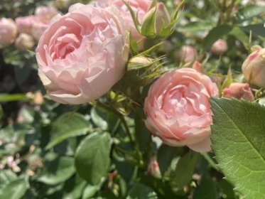 Něžná krása růží - PhoneCopy