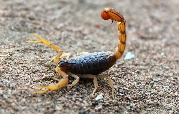 Scorpion Control Las Vegas: Inspection & Treatment