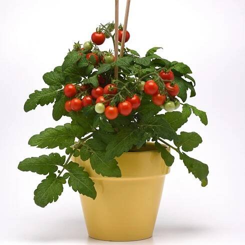 Kitchen MinisTM Siam Cherry Tomato
