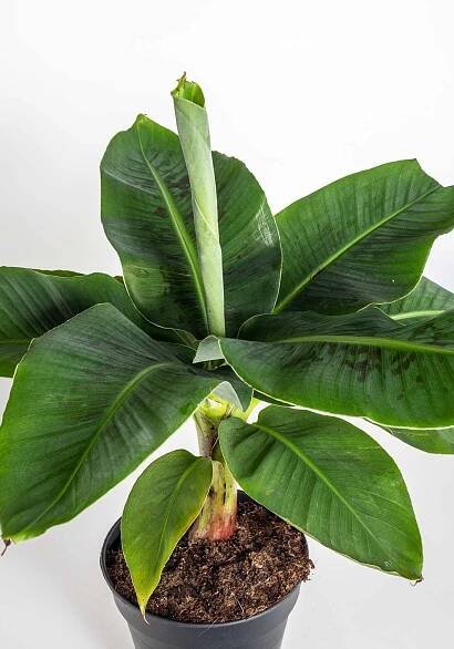 Banánovník zakrslý, Musa dwarf cavendish,17 - 19 cm, skladem | ZAZUMi.cz