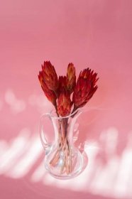 PROTEA sušené květiny do vázy floristické sušení Kód výrobce protea czerwona
