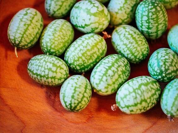 Close-up of green and white "rind" pattern (striations) on cucamelon fruits