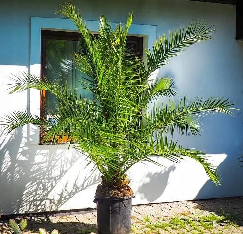 Exotická semena palmy Kanárské Daktylovník Phoenix canariensis Charakteristické vlastnosti sluncomilné snadná péče vzácné