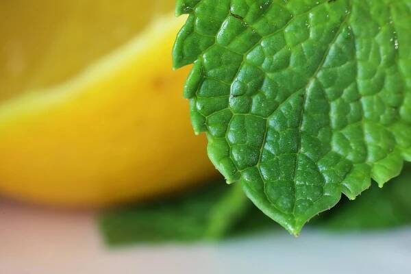 a close up of a green leaf next to a yellow lemon