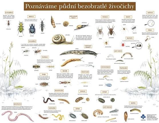 Naučná tabule - půdní bezobratlí