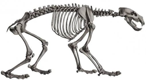 Soubor:Description iconographique comparée du squelette et du système dentaire des mammifères récents et fossiles (Ursus maritimus skeleton).jpg – Wikipedie