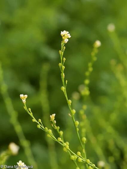 Crambe abyssinica – katrán etiopský