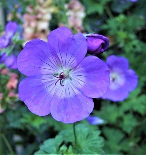 Geranium-Rozanne-WEB-1320x1398