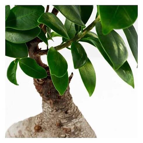 FICUS MICROCARPA GINSENG kancelársky závod v bonsai hrnci / rôzne farby (602.345.48) - recenzia, cena, kde nakúpiť