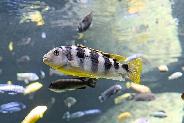 Základová fotografie na téma akvarijní expozice, akvárium, aquascape, asie, bangkok, barevné ryby, biodiverzity, canon