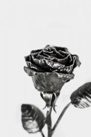 Květina černé Kovaná růže ČIRÁ