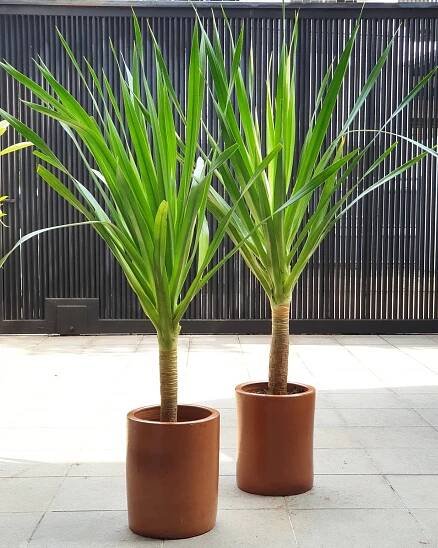 Cordyline Australis instagram @fourestry.project