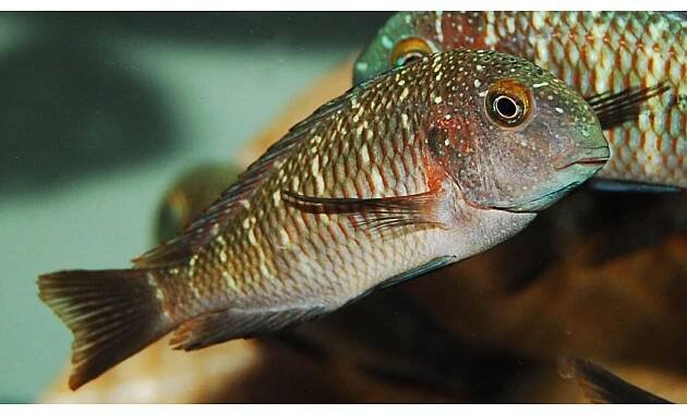 Tropheus moorii 'Cape Chaitika' Blue Rainbow