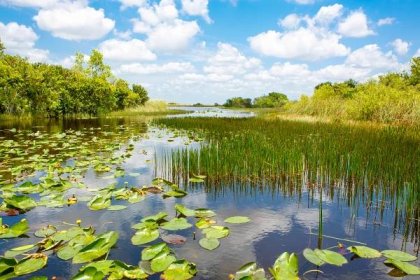 florida mokřad, jízda na člunu v národním parku everglades v usa - pond - stock snímky, obrázky a fotky