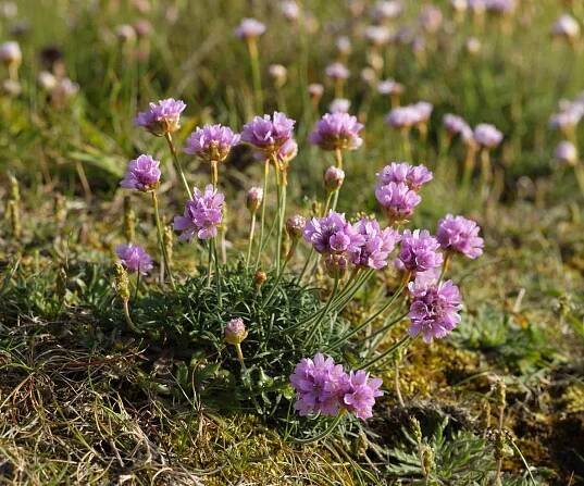Sea thrift (Armeria maritima)